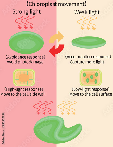Chloroplast Movement Diagram:Avoidance and Light Accumulation English