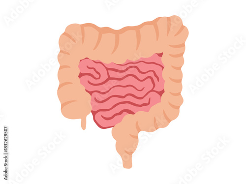 Human Intestines Muscle Anatomy
