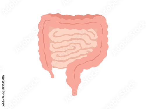 Human Intestines Smooth Muscle