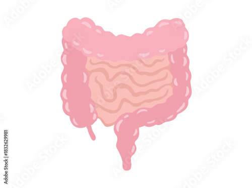Human Intestines Anatomy