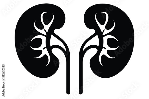 Simplified black and white kidney illustration accurately shows anatomy with clean and precise detail