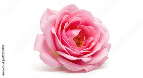 Elegant pink rose blossom awaits your design, conveying romance and delicate beauty, perfect for heartfelt greetings and sophisticated floral arrangements