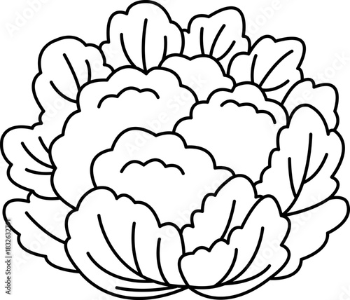 black and white illustration of a cauliflower