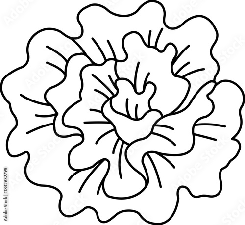 black and white illustration of A Lettuce