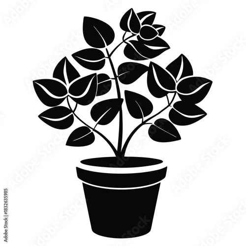 Silhouette of a vibrant potted houseplant reveals dark leaves and lovely flowers elegantly