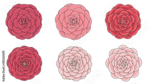Collection of six beautiful pink and red camellia flowers in bloom, presented in a two-by-three grid layout