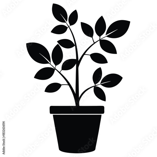 Black silhouette shows a leafy plant growing in a decorative pot indoors