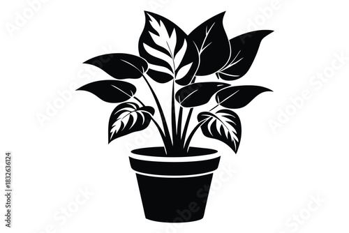 Elegant black potted plant boasts intricate leaf patterns and distinct vein details