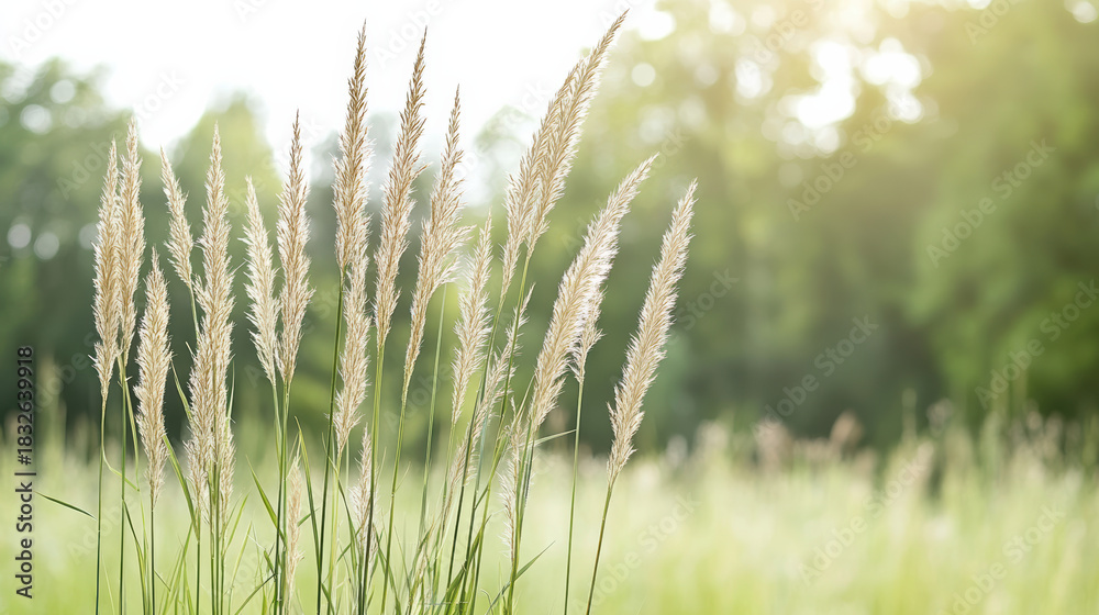 Fototapeta premium Open meadow tall grass swaying in warm sunlight, peaceful natural scene