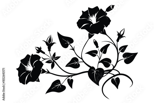Two black morning glory flowers bloom amidst curling stems and heartshaped leaves, a striking monochrome image