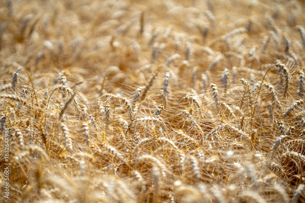 Fototapeta premium Wheat background for agricultural and organic themes. Wheat background farmland. Textured wheat background for rural and agrarian concepts. Natural wheat background with golden harvest.