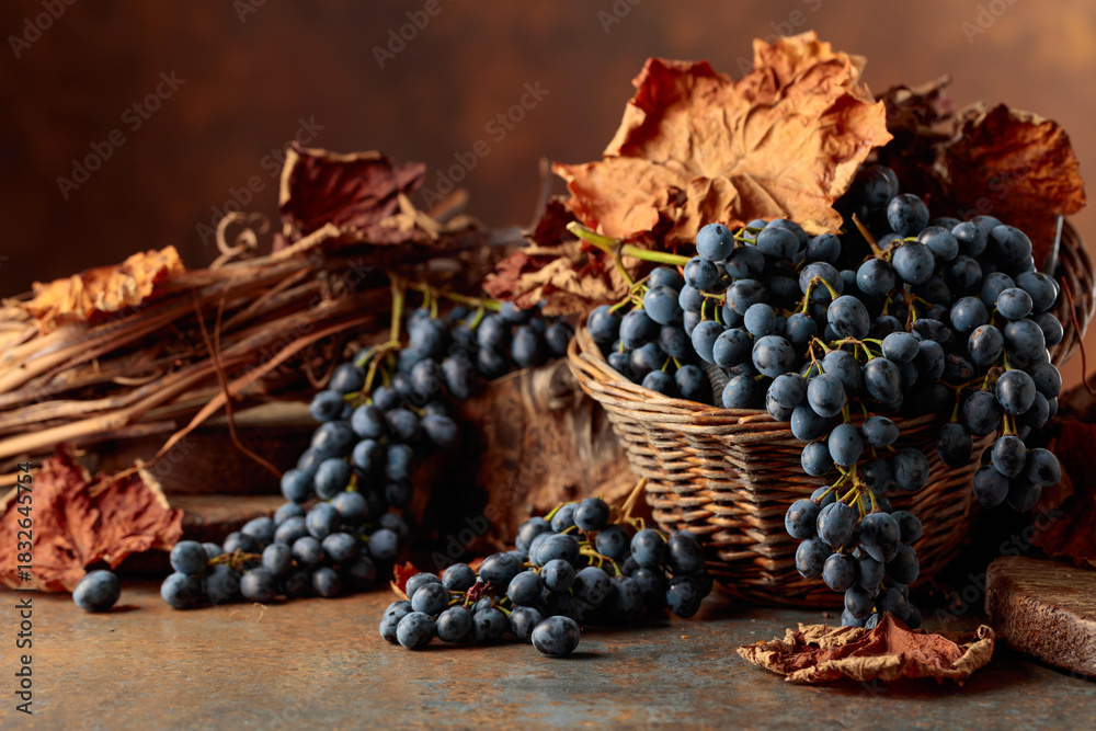 Fototapeta premium Blue grapes dry bunch and dried up vine leaves.