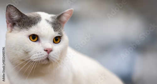 A stunning silver British Shorthair cat with sleek striped fur and alert eyes, being gently petted under natural lighting