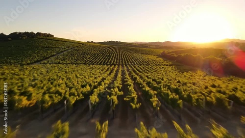 Vast rolling hills covered in neat rows of green vineyard plants under a bright golden sunset