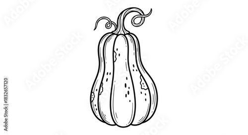 Hand-drawn butternut squash with stem and tendrils, illustrated in a rustic black and white line art style perfect for fall harvest themes.