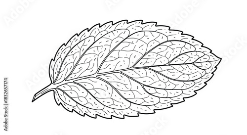 Detailed black and white line drawing of a single mint leaf, showing its veins and serrated edges, ideal for botanical or culinary illustrations.