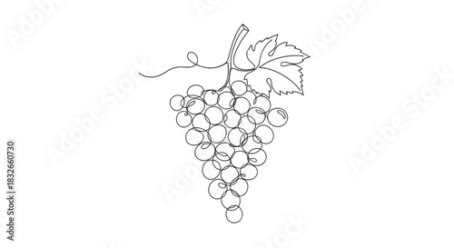 Minimalist Line Art Illustration of a Bunch of Grapes with Leaf and Tendril in a Simple Style for