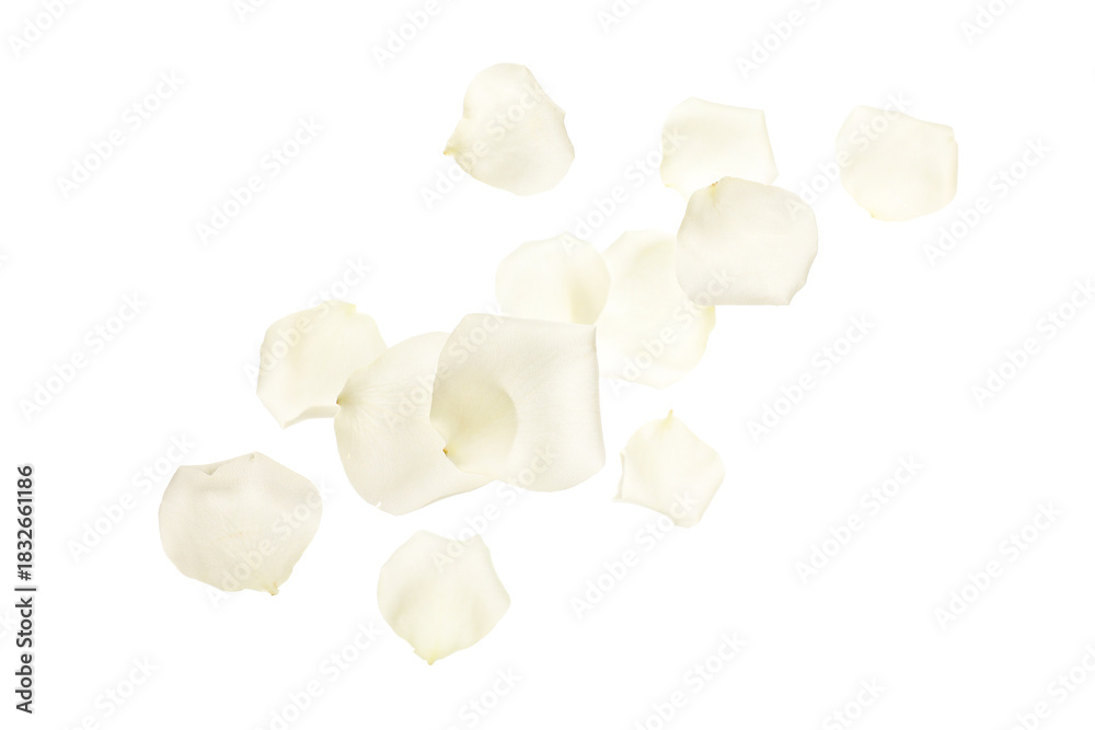 Fototapeta premium Flying rose petals isolated on white background