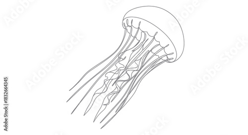 Detailed line drawing of a jellyfish with flowing tentacles and semi-transparent bell