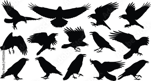 “Collection of detailed crow silhouettes in diverse flying and perched poses, showcasing dynamic bird shapes perfect for nature and wildlife vector design projects”