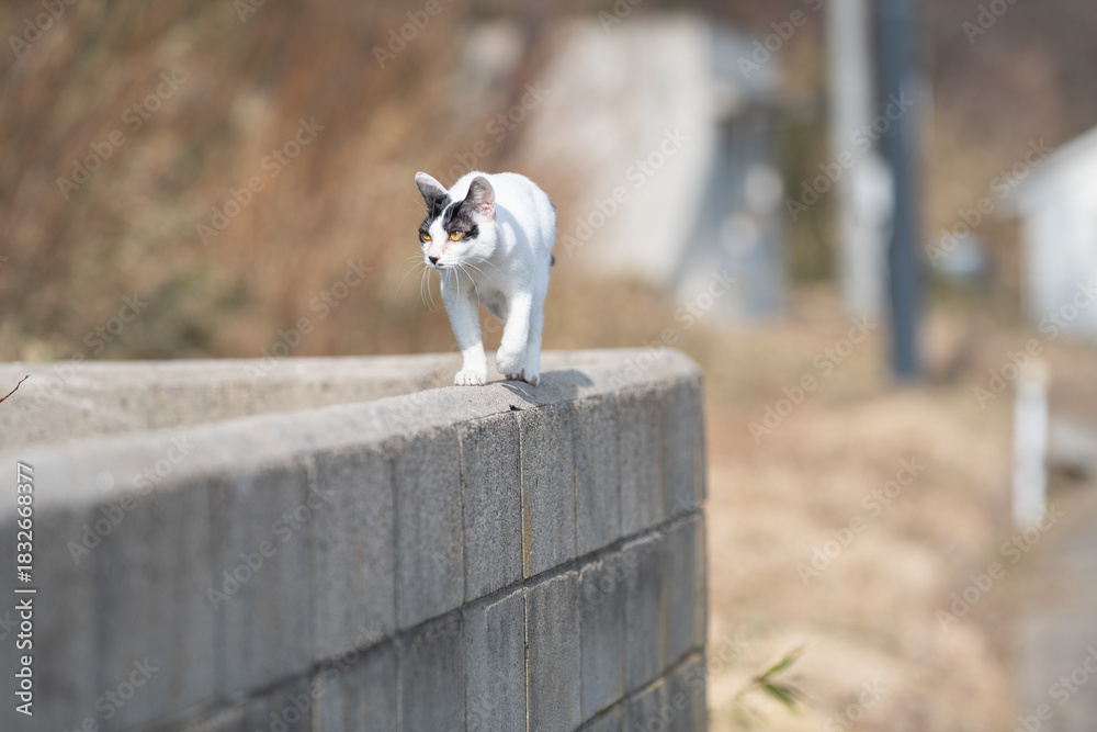Fototapeta premium 堤防を歩く可愛い野良猫