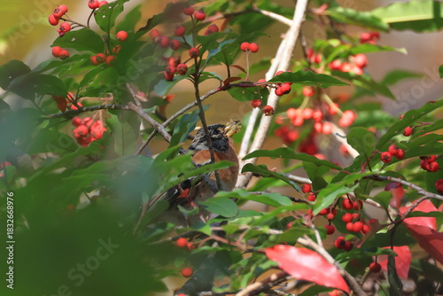 Wild birds likes Stranvaesia fruit very much