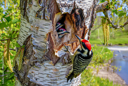 Nurturing woodpecker feeds hungry chicks in tree cavity.
A woodpecker, possibly a Yellow-bellied Sapsucker (*Sphyrapicus varius*), is perched on a tree trunk near a cavity.