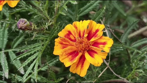 Marigold or Tagetes Erecta in a garden