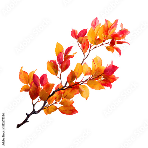 Vibrant Branch with Colorful Autumn Leaves on White Background
