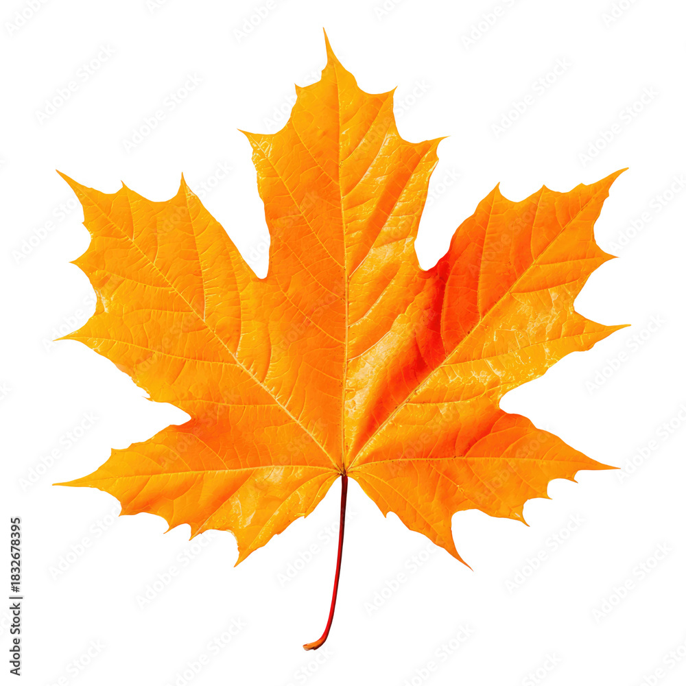 Obraz premium Bright Orange Maple Leaf Isolated on White Background for Fall