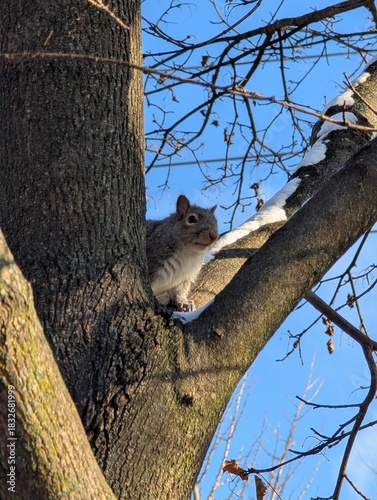 Grey squirrel with shiny fur sits on a tree with snow against a blue sky. Wildlife in the city, North America, Canada on a tree