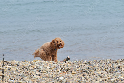 A small brown dog is walking on a beach