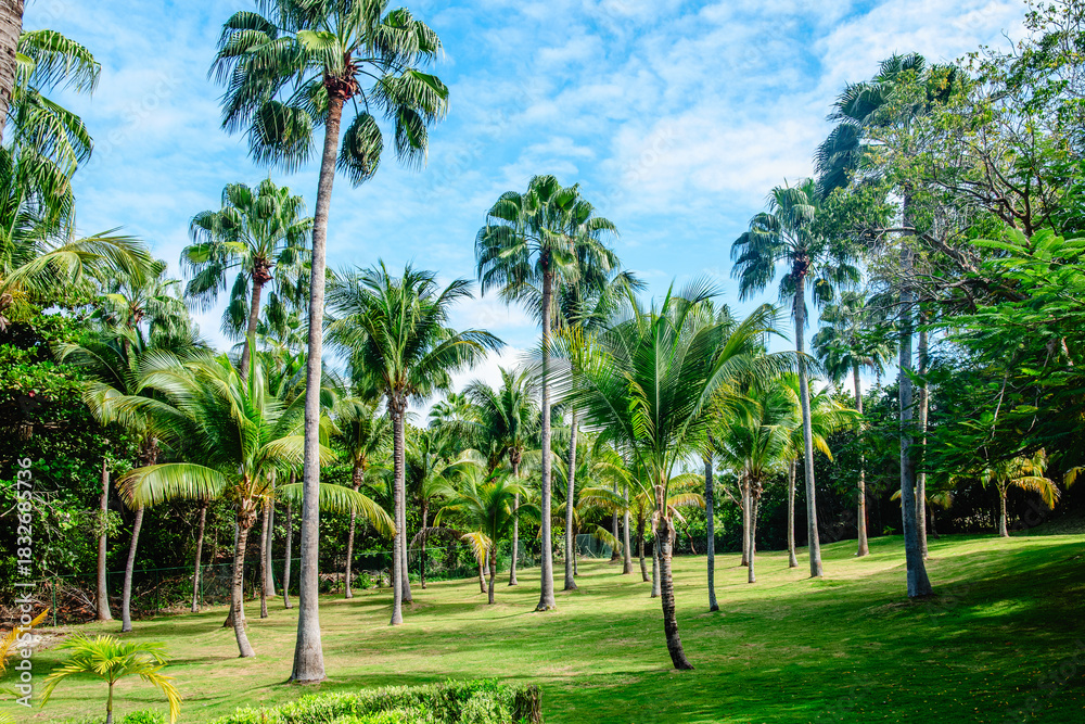 Fototapeta premium Lush green palm trees in a tropical landscape