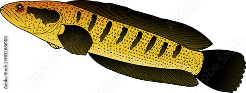 Vibrant Yellow Freshwater Fish Illustration Isolated