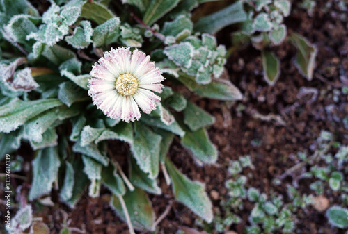 white-red daisy flower under the frost, top view