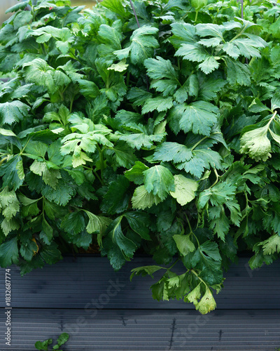 Celery plant growing in garden bed