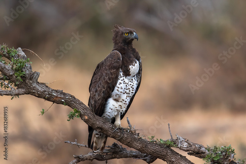Martial Eagle prepares to soar above the savannah at dusk
