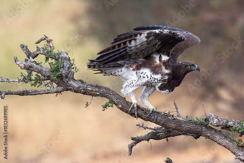 A Martial Eagle perched on a branch surveys its surroundings
