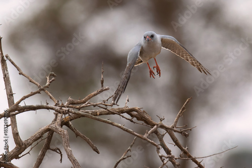 A Gabar Goshawk takes flight from a dry branch in South Africa
