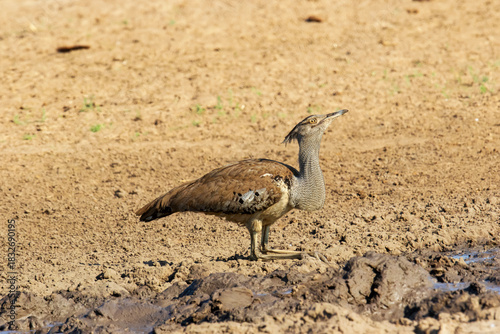 Kori bustard stands proudly in the dry earth under clear skies
