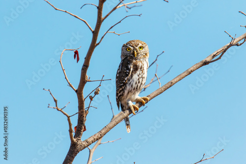 Pearl-spotted owlet perches on a branch under a blue sky