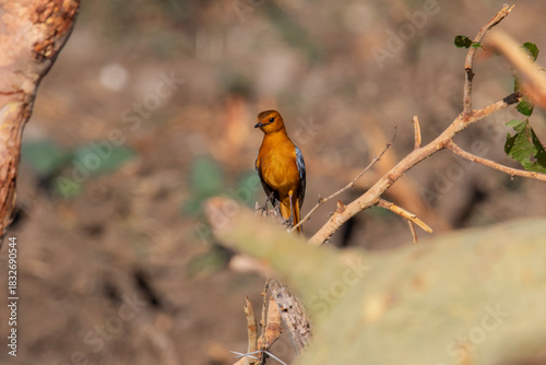 A Red-capped Robin-Chat is perched on a branch in the Kruger Park
