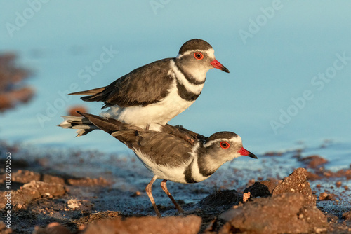 Three-banded Plovers engage in courtship ritual at dawn near water's edge