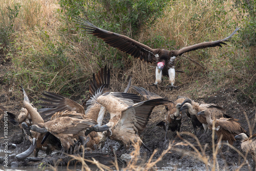 Vultures gather around a carcass near a waterhole at sunrise