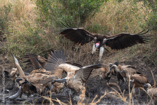 Vultures gather around a carcass near a waterhole at sunrise