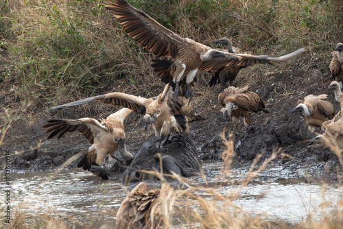 Vultures feast and interact near a muddy waterhole in South Africa