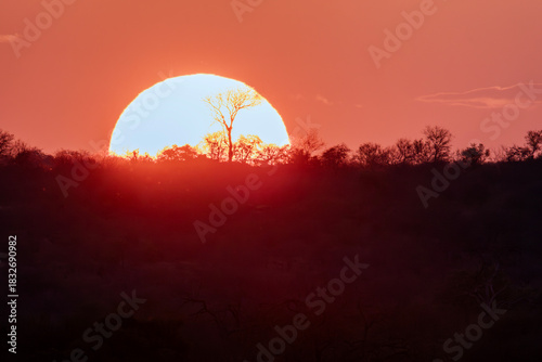 Warm sunset paints the sky above the savannah with vibrant colors of the Kruger National Park