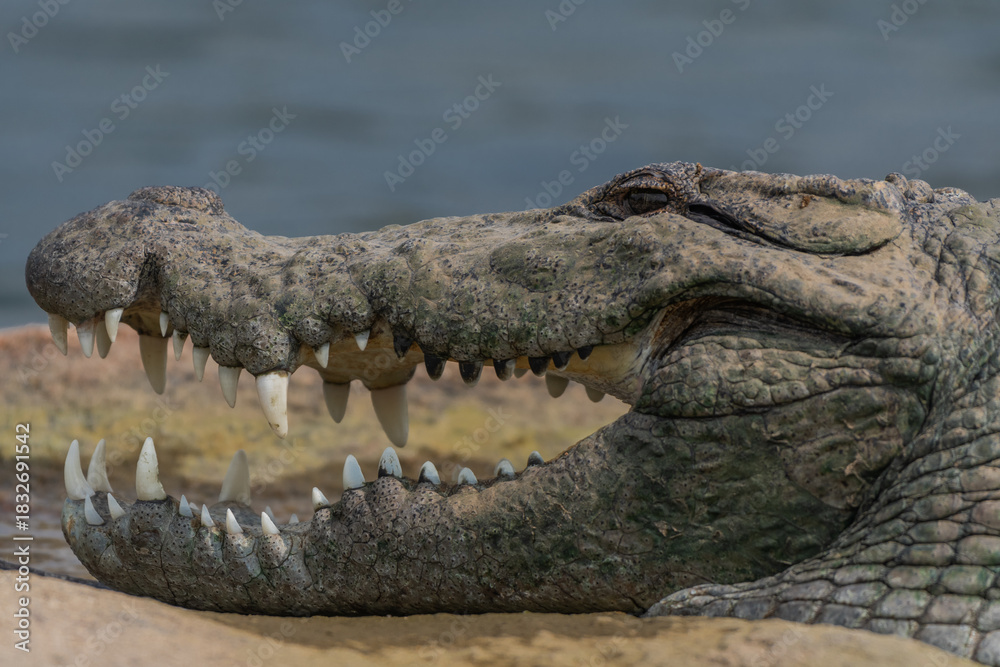 Fototapeta premium Close-up view of a Marsh Crocodile resting on a rocky island