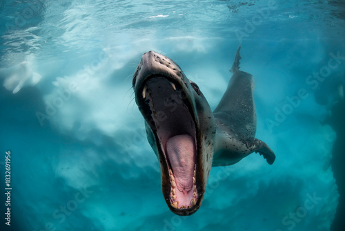 Leopard seal and iceberg, Port Lockroy, Antarctica.