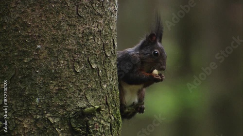 Squirrel eating on a tree trunk